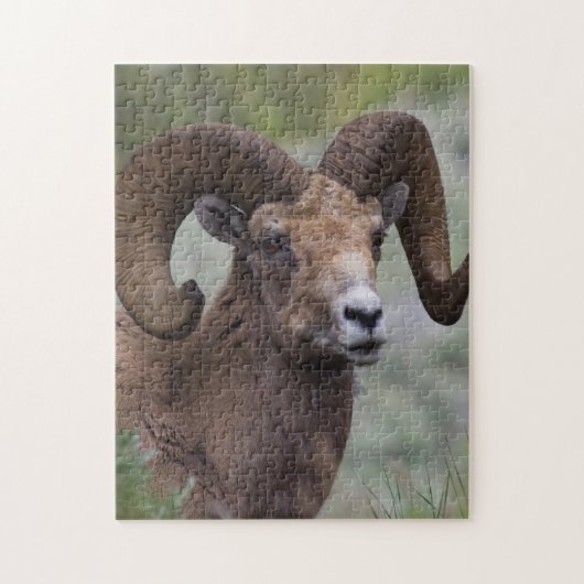 Rocky Mountain Bighorn Sheep Ram Puzzle (Vertikal)