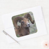 Rocky Mountain Bighorn Sheep Ram Quadratischer Aufkleber (Umschlag)