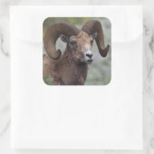 Rocky Mountain Bighorn Sheep Ram Quadratischer Aufkleber (Tasche)