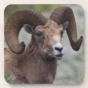 Rocky Mountain Bighorn Sheep Ram Untersetzer