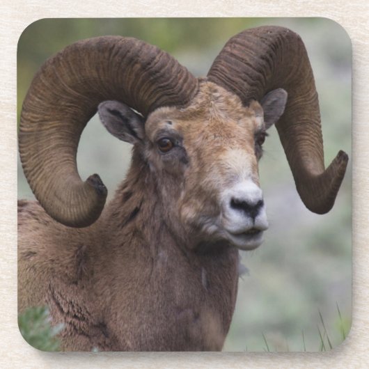 Rocky Mountain Bighorn Sheep Ram Untersetzer (Vorderseite)