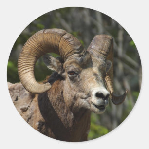 Rocky Mountain Bighorn Sheep Runder Aufkleber