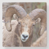Rocky Mountain Bighorn Sheep Steinuntersetzer (Vorderseite)