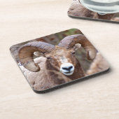 Rocky Mountain Bighorn Sheep Untersetzer (Linke Seite)