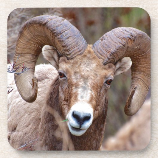 Rocky Mountain Bighorn Sheep Untersetzer (Vorderseite)