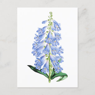 Rocky Mountain Blue Vintage Botanische Postkarte