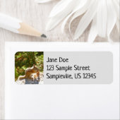 Rocky Mountain Chipmunk (Insitu)