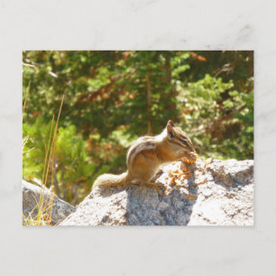 Rocky Mountain Chipmunk Postkarte