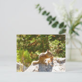 Rocky Mountain Chipmunk Postkarte (Stehend Vorderseite)