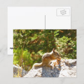Rocky Mountain Chipmunk Postkarte (Vorne/Hinten)