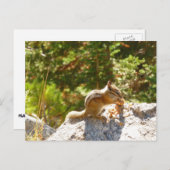 Rocky Mountain Chipmunk Postkarte (Vorne/Hinten)
