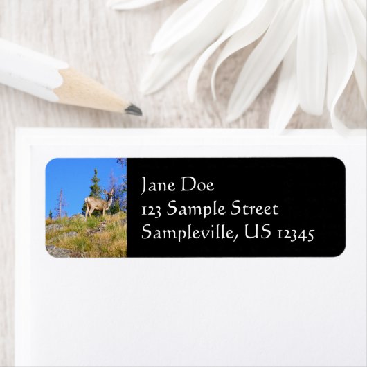 Rocky Mountain Deer (Insitu)