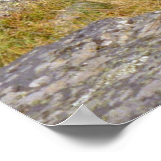 Rocky Mountain Deer Poster (Ecke)