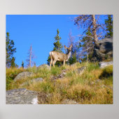 Rocky Mountain Deer Poster (Vorne)