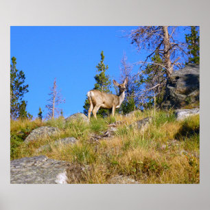 Rocky Mountain Deer Poster