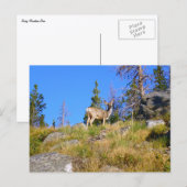 Rocky Mountain Deer Postkarte (Vorne/Hinten)
