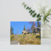 Rocky Mountain Deer Postkarte (Stehend Vorderseite)