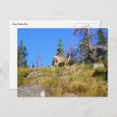 Rocky Mountain Deer Postkarte (Vorne/Hinten)