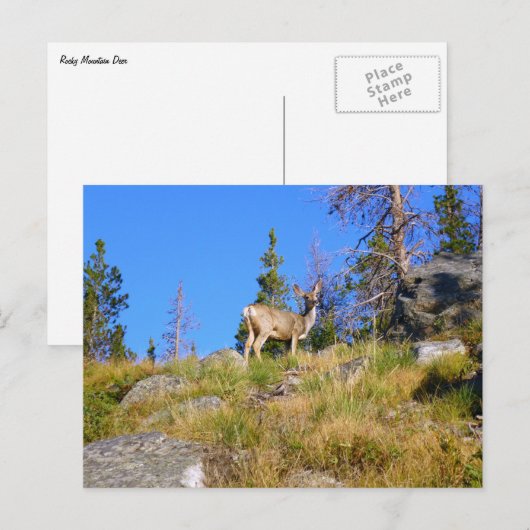 Rocky Mountain Deer Postkarte (Vorne/Hinten)