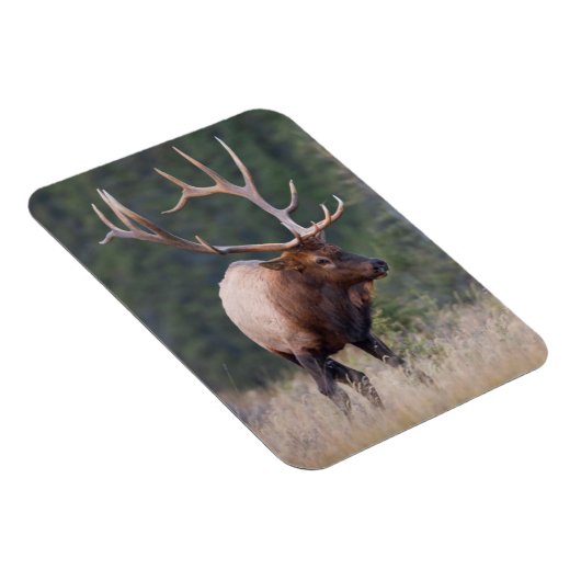 Rocky Mountain Elk Magnet (Rechte Seite)