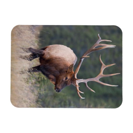 Rocky Mountain Elk Magnet (Horizontal)