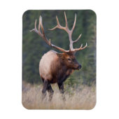 Rocky Mountain Elk Magnet (Vertikal)