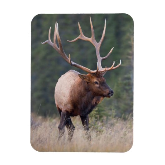 Rocky Mountain Elk Magnet (Vertikal)