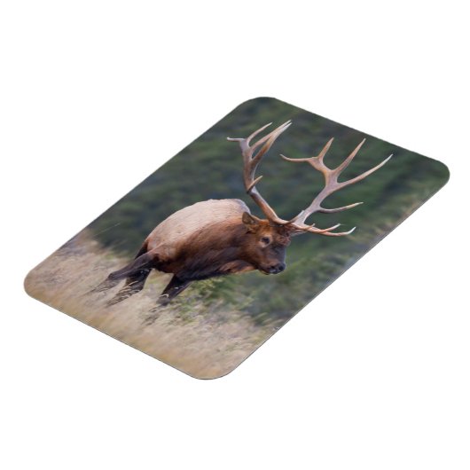 Rocky Mountain Elk Magnet (Linke Seite)