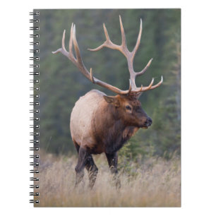 Rocky Mountain Elk Notizblock