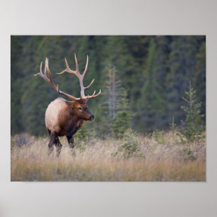 Rocky Mountain Elk Poster