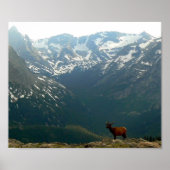 Rocky Mountain Elk Poster (Vorne)