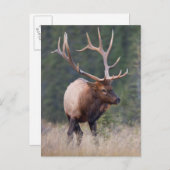 Rocky Mountain Elk Postkarte (Vorne/Hinten)
