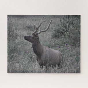 Rocky Mountain Elk - RMNP - 16x20 - 520 Stk. Puzzle