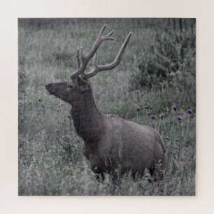 Rocky Mountain Elk - RMNP - 20x20 - 676 Stk. Puzzle
