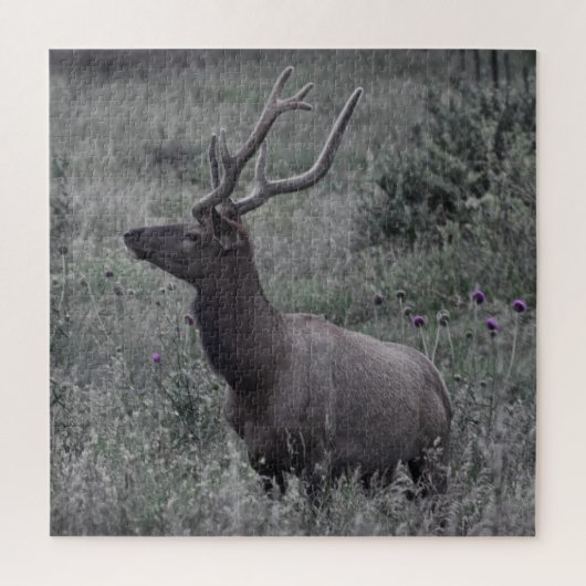 Rocky Mountain Elk - RMNP - 20x20 - 676 Stk. Puzzle (Vertikal)