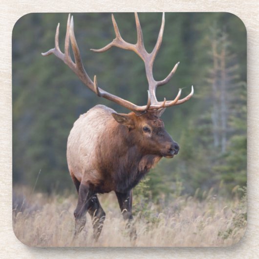 Rocky Mountain Elk Untersetzer (Vorderseite)