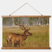 Rocky Mountain Elk | Yellowstone National Park