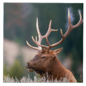 Rocky Mountain Elk Yellowstone Nationalpark Fliese (Vorderseite)