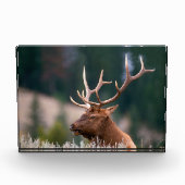 Rocky Mountain Elk Yellowstone Nationalpark Fotoblock (Vorderseite)