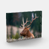 Rocky Mountain Elk Yellowstone Nationalpark Fotoblock (Links)