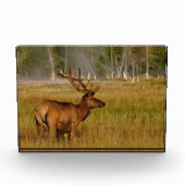 Rocky Mountain Elk | Yellowstone-Nationalpark Fotoblock (Vorderseite)