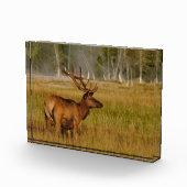 Rocky Mountain Elk | Yellowstone-Nationalpark Fotoblock (Rechts)