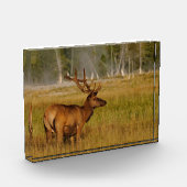 Rocky Mountain Elk | Yellowstone-Nationalpark Fotoblock (Links)