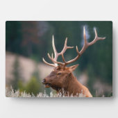 Rocky Mountain Elk Yellowstone Nationalpark Fotoplatte (Vorderseite)