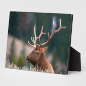 Rocky Mountain Elk Yellowstone Nationalpark Fotoplatte (Seite)