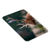 Rocky Mountain Elk Yellowstone Nationalpark Magnet (Rechte Seite)