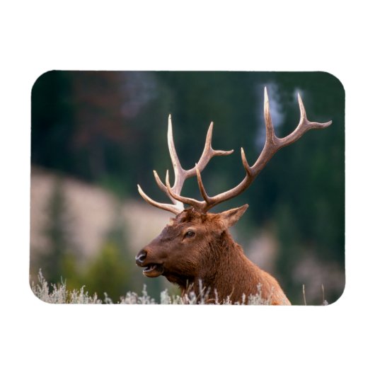 Rocky Mountain Elk Yellowstone Nationalpark Magnet (Horizontal)