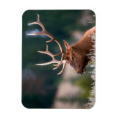 Rocky Mountain Elk Yellowstone Nationalpark Magnet (Vertikal)