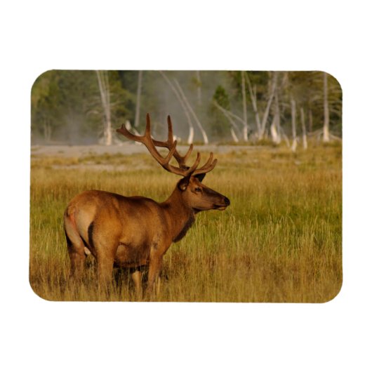 Rocky Mountain Elk | Yellowstone-Nationalpark Magnet (Horizontal)