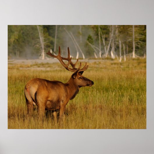 Rocky Mountain Elk | Yellowstone-Nationalpark Poster (Vorne)